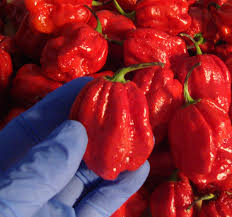 Afbeeldingsresultaat voor 7 pot hot pepper