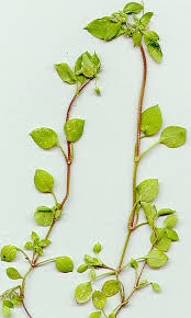 Attēlu rezultāti vaicājumam “Cribraria costata stalked”