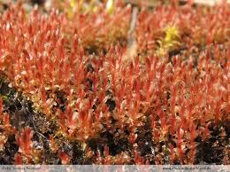 Attēlu rezultāti vaicājumam “Bryum weigelii”