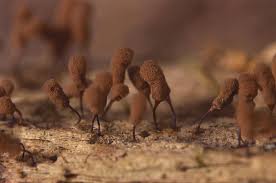 Attēlu rezultāti vaicājumam “Arcyria major”