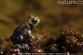 Attēlu rezultāti vaicājumam “Bufo bufo juvenile”