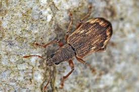 Attēlu rezultāti vaicājumam “Polydrusus tereticollis”