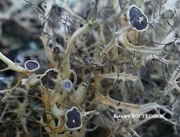 Attēlu rezultāti vaicājumam “Anaptychia ciliaris”