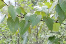 Attēlu rezultāti vaicājumam “Populus x jackii”