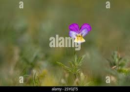 Attēlu rezultāti vaicājumam “Viola tricolor subsp. curtisii”