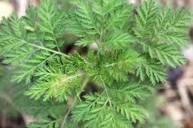 Image result for Artemisia annua