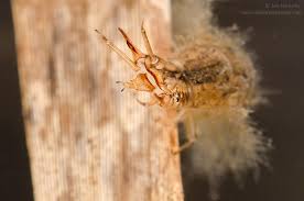 Attēlu rezultāti vaicājumam “Hydrochara caraboides”