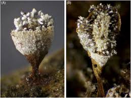 Attēlu rezultāti vaicājumam “myxomicetes”