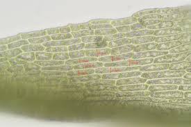 Attēlu rezultāti vaicājumam “Dicranella schreberiana”