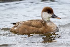 Image result for Netta rufina