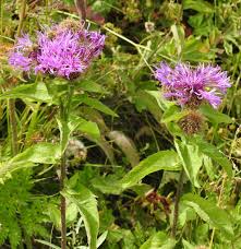 Attēlu rezultāti vaicājumam “Centaurea phrygia”