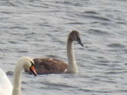 Attēlu rezultāti vaicājumam “Cygnus olor juvenile”