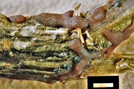 Attēlu rezultāti vaicājumam “Didymium bahiense stalked”