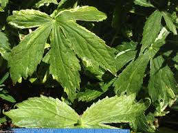 Attēlu rezultāti vaicājumam “Astrantia major leaf”