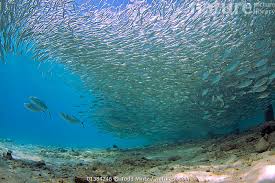 Image result for Caranx ruber