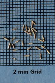 Attēlu rezultāti vaicājumam “Festuca ovina fruit”