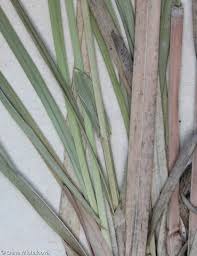 Attēlu rezultāti vaicājumam “Sesleria caerulea leaf”