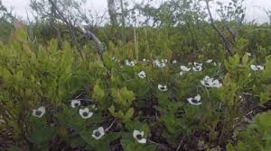 Attēlu rezultāti vaicājumam “Betula pubescens flower”