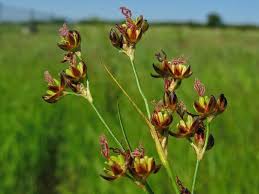 Attēlu rezultāti vaicājumam “Juncus gerardii bud”