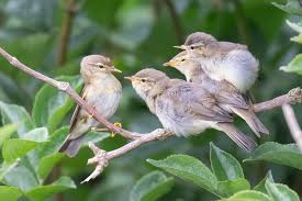 Attēlu rezultāti vaicājumam “Phylloscopus trochilus nest”