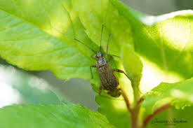 Attēlu rezultāti vaicājumam “Closterotomus biclavatus”