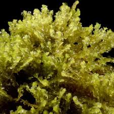 Attēlu rezultāti vaicājumam “Harpanthus scutatus”