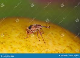 Attēlu rezultāti vaicājumam “Anthonomus pomorum”