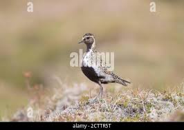 Attēlu rezultāti vaicājumam “Pluvialis apricaria adult”