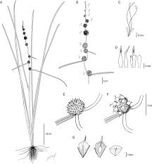Attēlu rezultāti vaicājumam “Sparganium erectum aggr. flower”