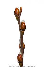 Attēlu rezultāti vaicājumam “Salix caprea bud”