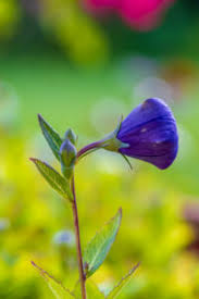 Attēlu rezultāti vaicājumam “Campanula persicifolia bud”