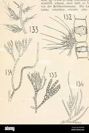 Attēlu rezultāti vaicājumam “Chaetophora pisiformis”