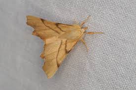 Attēlu rezultāti vaicājumam “Ennomos erosaria”