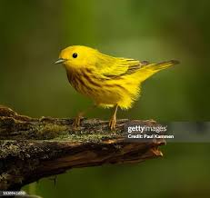 Image result for Dendroica petechia