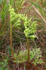 Attēlu rezultāti vaicājumam “Botrychium multifidum”