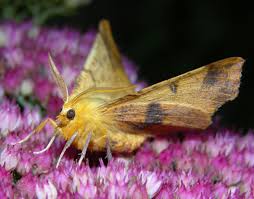 Attēlu rezultāti vaicājumam “Ennomos autumnaria”