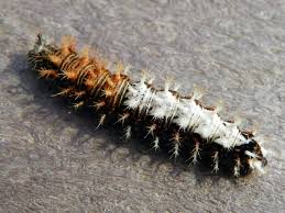 Attēlu rezultāti vaicājumam “Polygonia c-album larva”