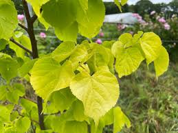 Attēlu rezultāti vaicājumam “Tilia”