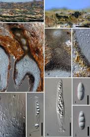 Attēlu rezultāti vaicājumam “Heyderia pusilla”