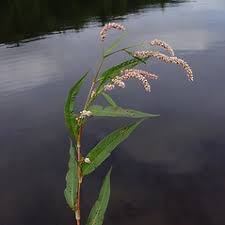 Attēlu rezultāti vaicājumam “Persicaria lapathifolia leaf”