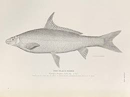 Image result for Cycleptus elongatus