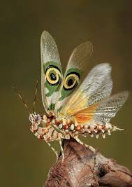 Attēlu rezultāti vaicājumam “Agonopterix hypericella imago”