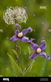Attēlu rezultāti vaicājumam “Clematis fruit”