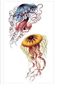 Image result for ernst haeckel