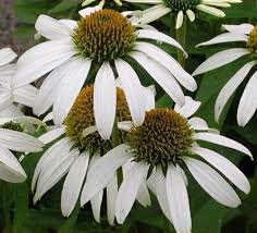 Image result for Echinacea Lustre hybrids