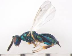 Attēlu rezultāti vaicājumam “Torymidae”