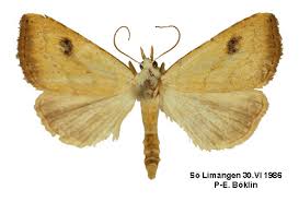 Attēlu rezultāti vaicājumam “Rivula sericealis”