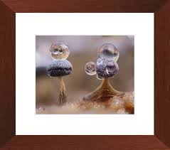 Attēlu rezultāti vaicājumam “Physarum psittacinum spores”