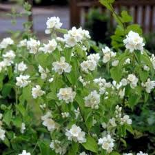 Attēlu rezultāti vaicājumam “Philadelphus lemoinei”