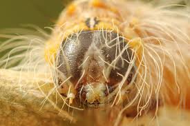 Attēlu rezultāti vaicājumam “Acronicta megacephala larva”